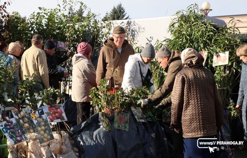 От "ласунка" до шарафуги. Что покупали вилейчане на региональной ярмарке?
