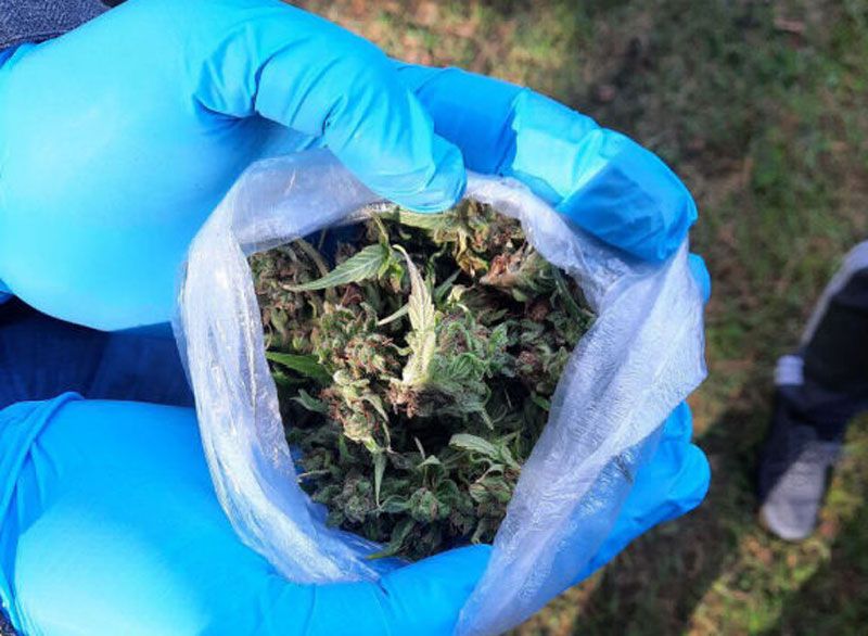 Житель Молодечно вблизи своего дачного участка разместил плантацию конопли