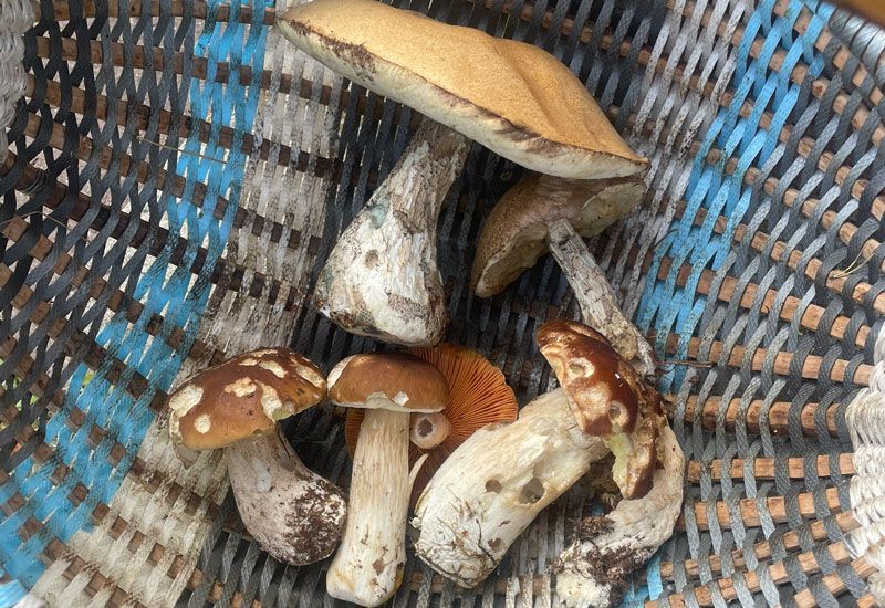 «В лесу сухо и пусто». В Вилейском районе грибники тоскуют по «тихой охоте»