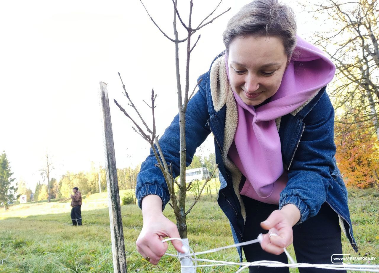 В молодом микрорайоне Вилейки высадили новые деревья