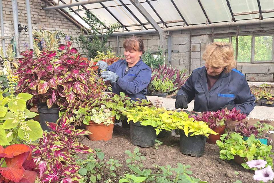 Оранжерея Вилейского ЖКХ начинает подготовку к предстоящему лету