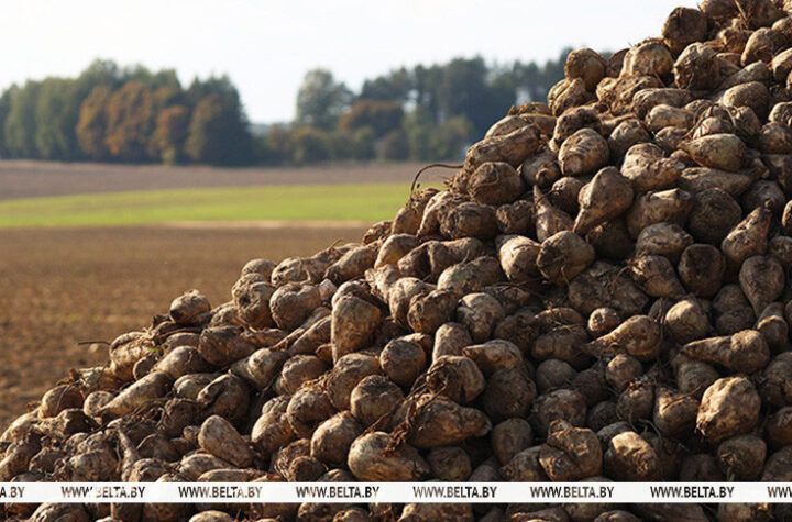 уборка сахарной свеклы