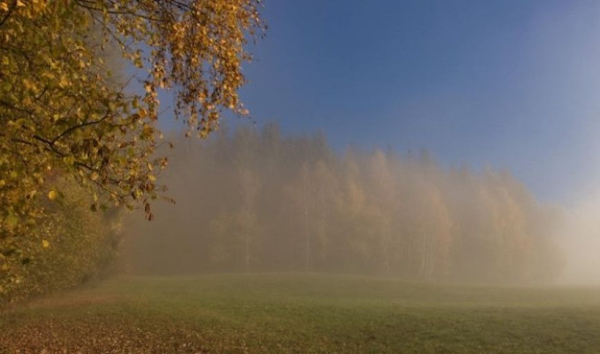 Белгидромет: с понижением температуры воздуха растения будут проходить стадию закалки