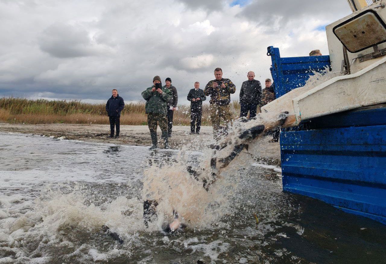 зарыбление