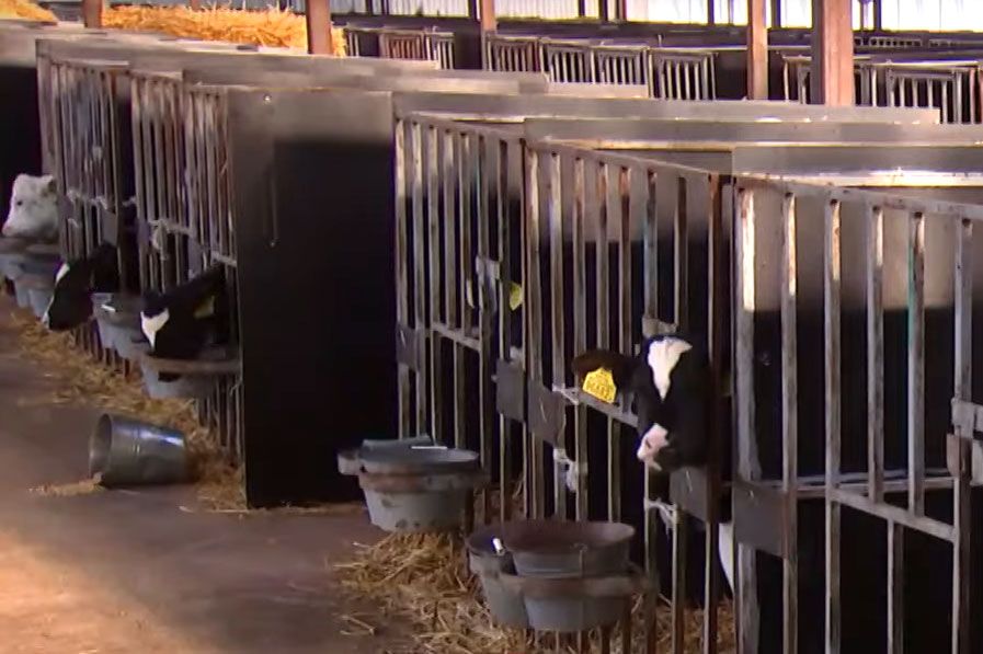 По 10 молочно-товарных комплексов появятся в каждой области страны в 2026-м