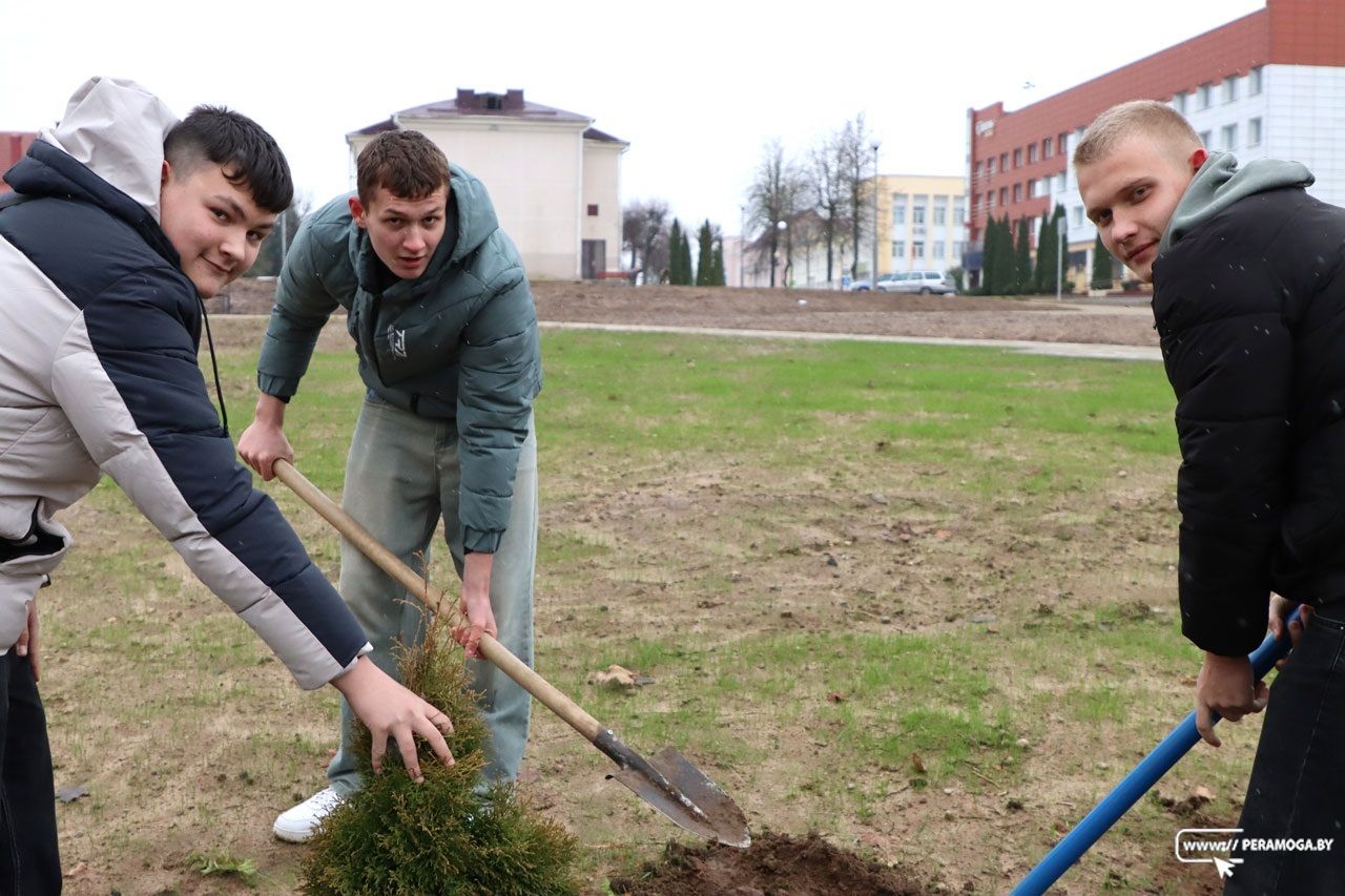 В центре Вилейки высадили более ста туй