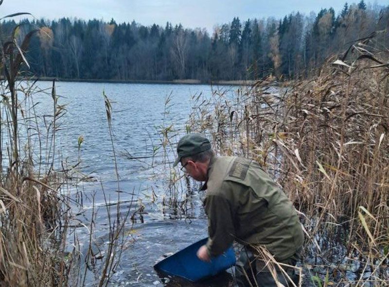 Одно из озер Вилейского района зарыбили карпом