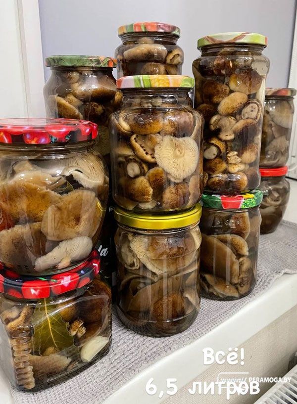 Вилейчанин Павел Малевич собрал две корзины опят в ноябрьском лесу