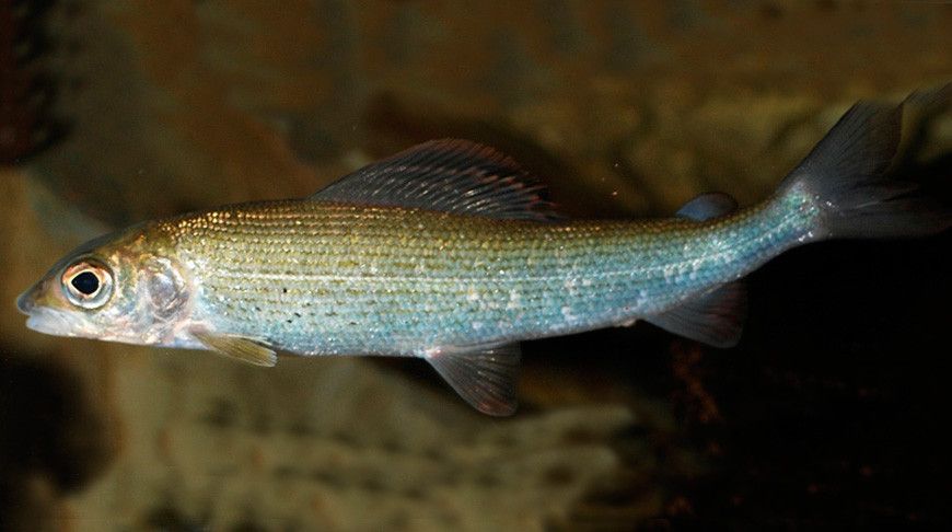 В Беларуси введен запрет на лов ряпушки европейской