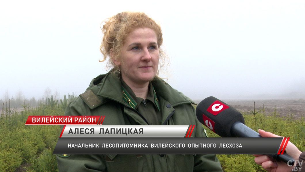 Алеся Лапицкая рассказала, как правильно выбрать вечнозеленую красавицу