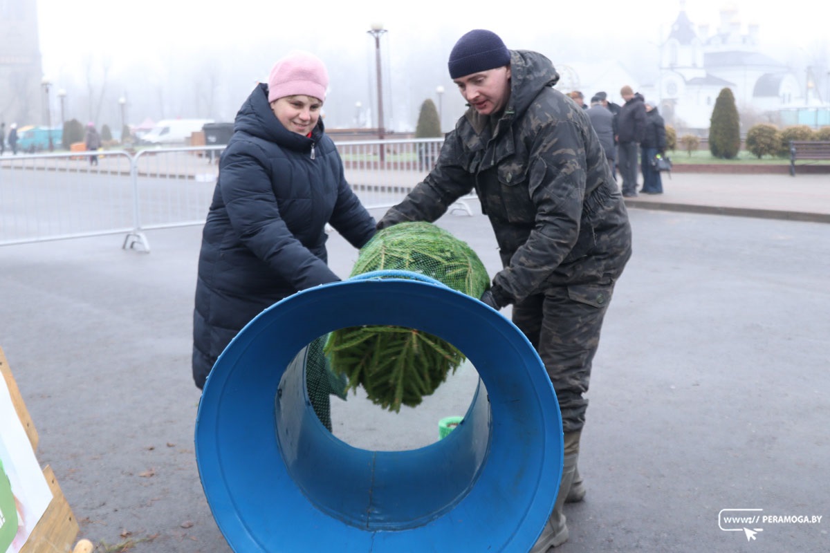 Не только срубить, но и посадить. Как вилейчане выбирают новогодние ели