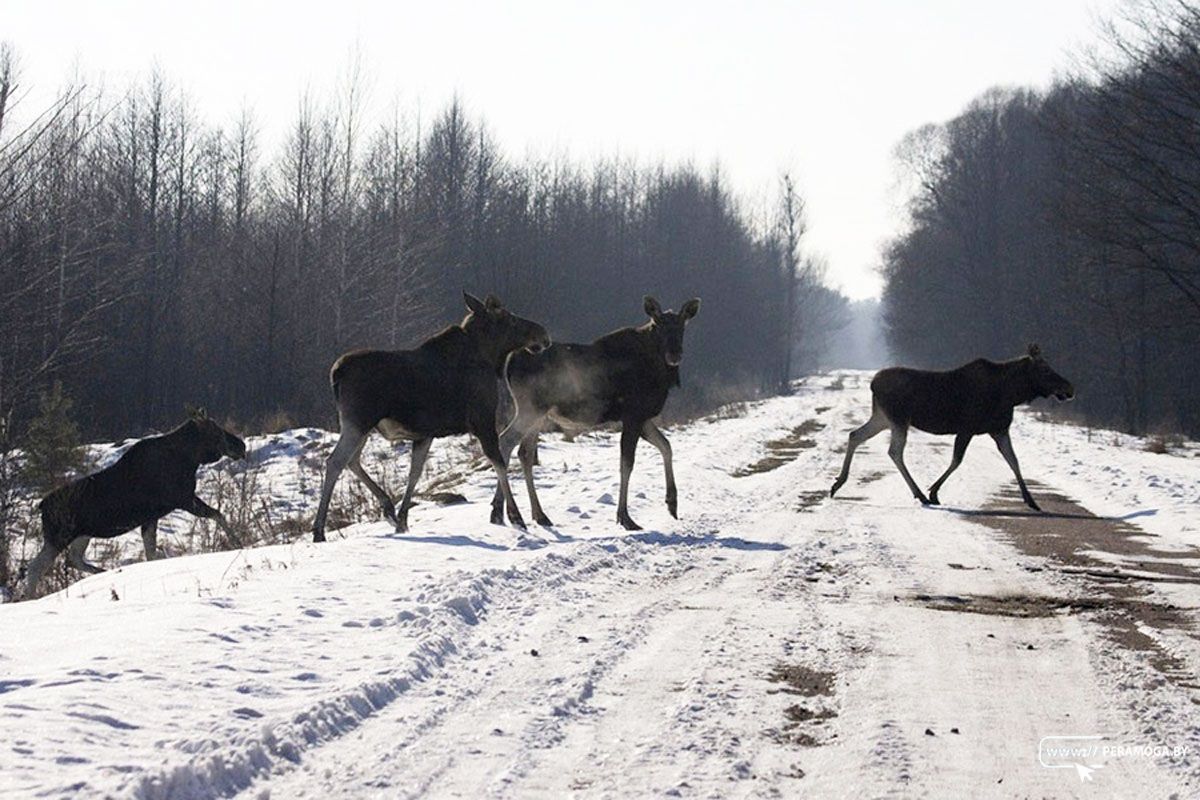Внимание! На дорогу выходят дикие животные: памятка для водителей