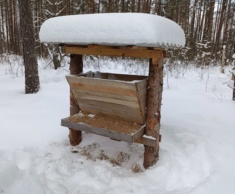 Вилейский лесхоз устанавливает кормушки и солонцы на полянах, чтобы помочь диким животным пережить морозы