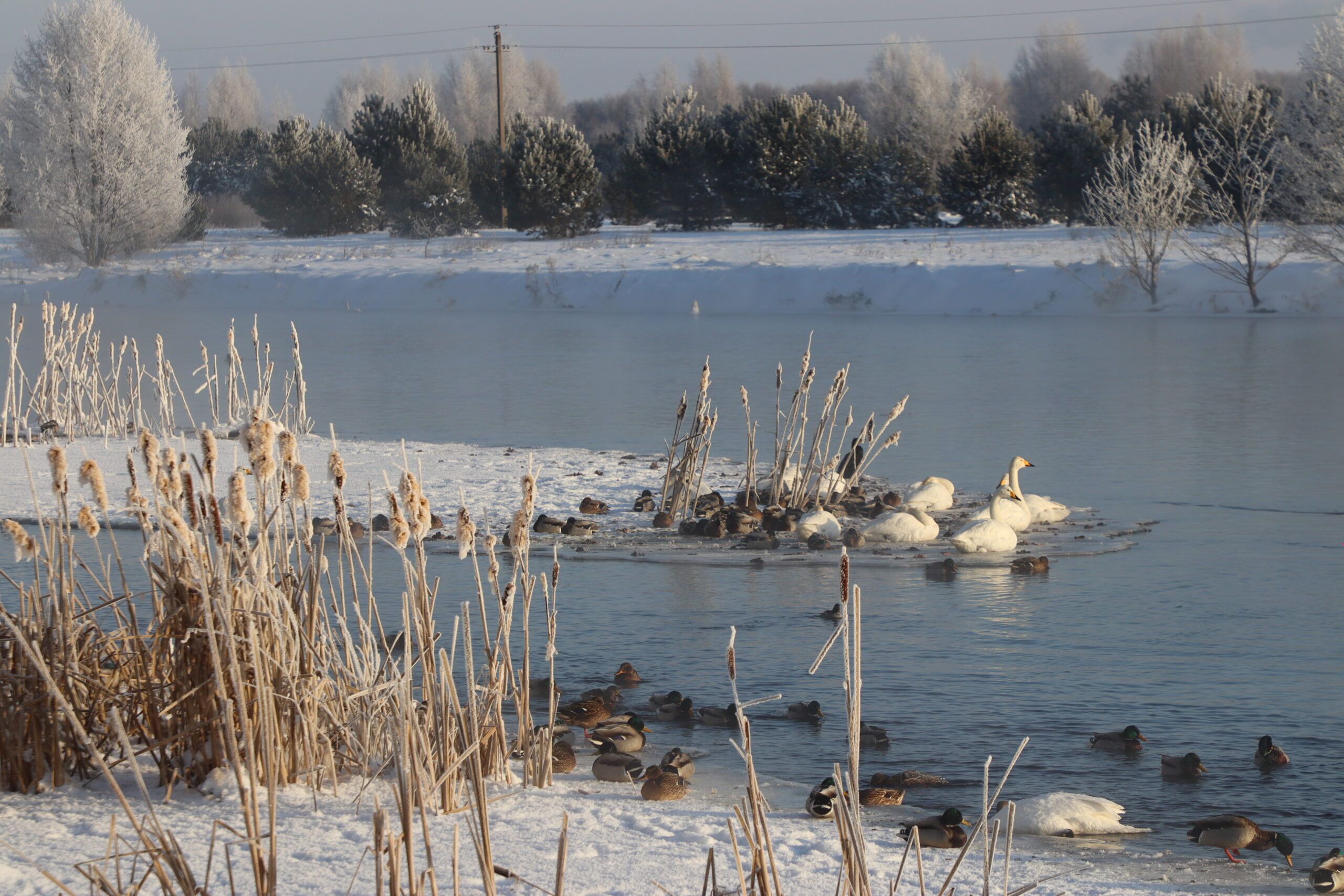 "Подтоплений в Вилейском районе не зарегистрировано" В РОЧС рассказали о паводковой ситуации