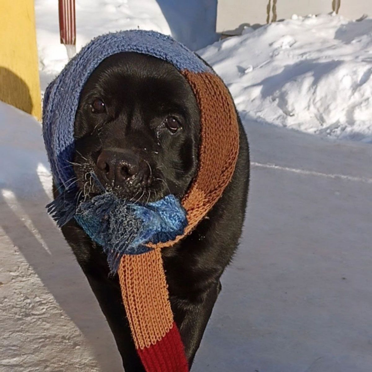 Чытачка сагрэла чацвераногага любімчыка: фота дня аб дужанні з холадам
