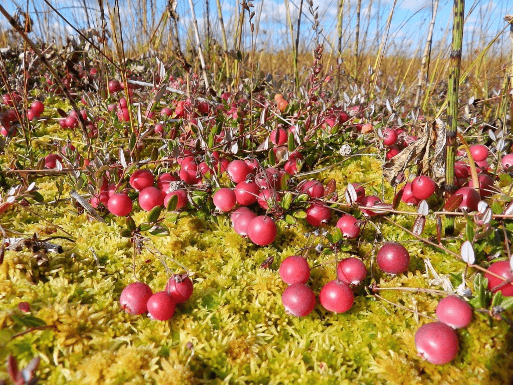 Сбор клюквы в Вилейском районе: болото Березовик и правила поведения в заказнике «Колодки»