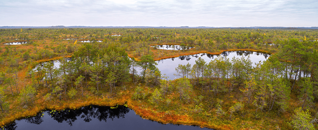 Трансформированный гидрорежим и Красная книга: что скрывает заказник «Бонда»?