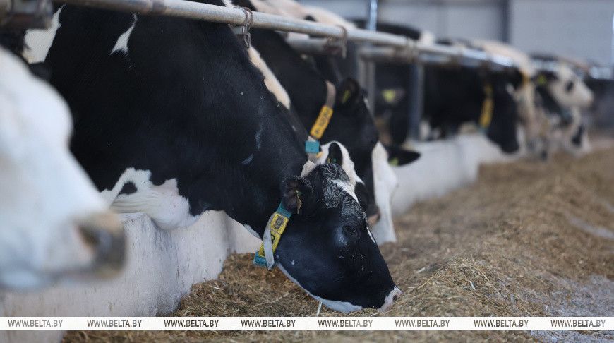 Минская транспортная прокуратура усилила контроль за состоянием поднадзорных животноводческих объектов