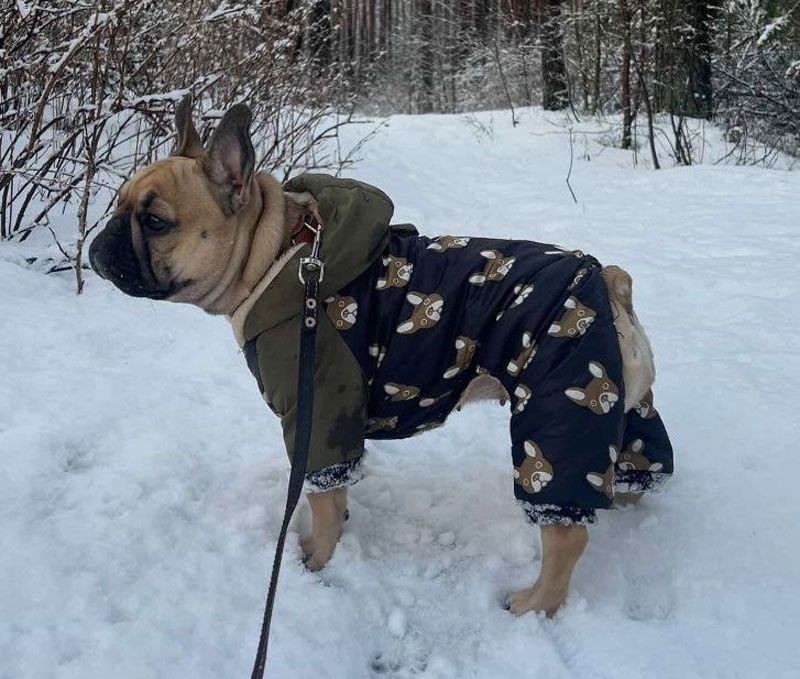 От комбинезонов до жилеток: как четвероногие из Вилейки встречают зиму на стиле