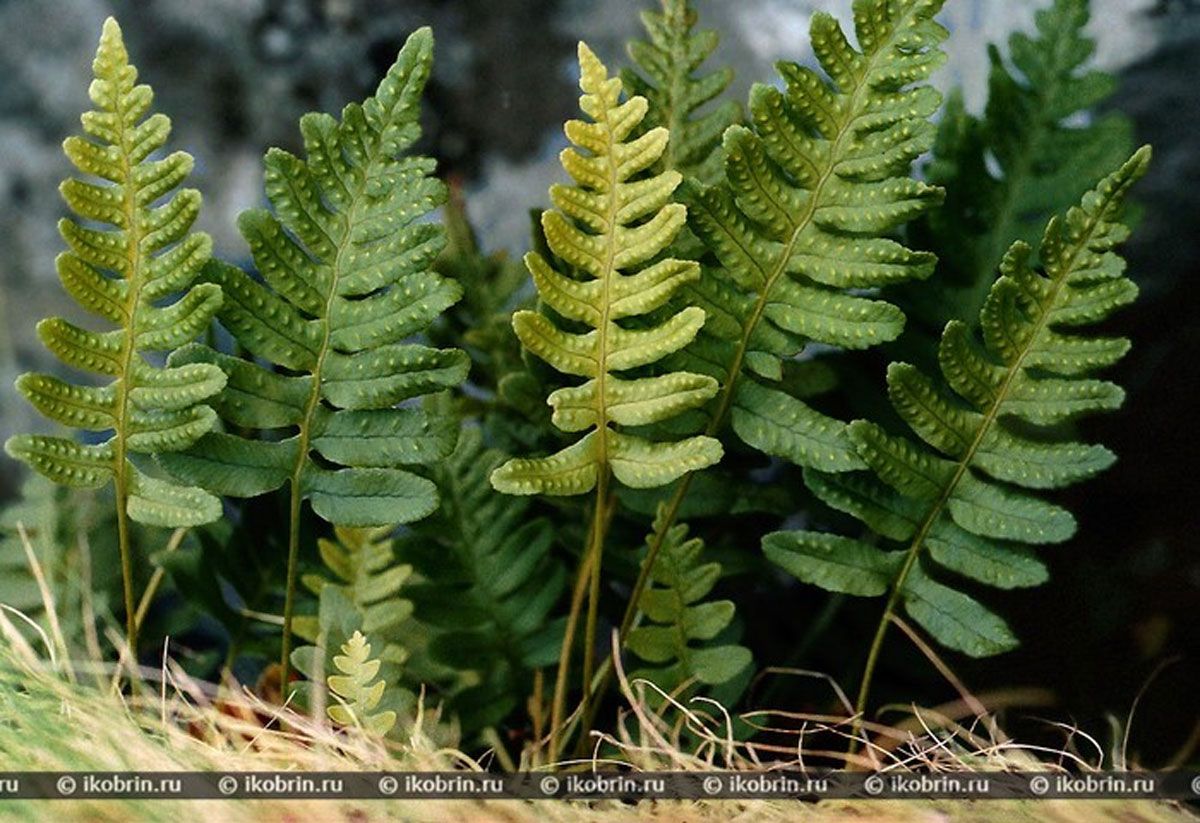 Сохраним природное наследие: утверждены охранные обязательства для редких растений Вилейщины