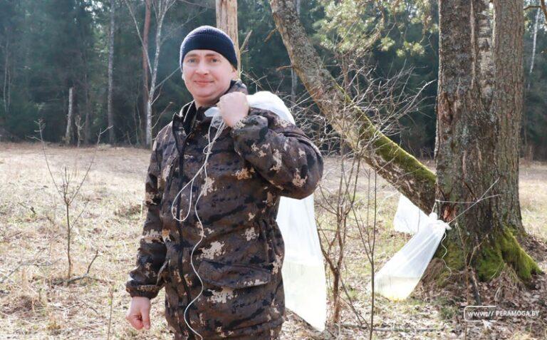 В Вилейском лесхозе рассказали, как собрать березовый сок без вреда для леса и кошелька