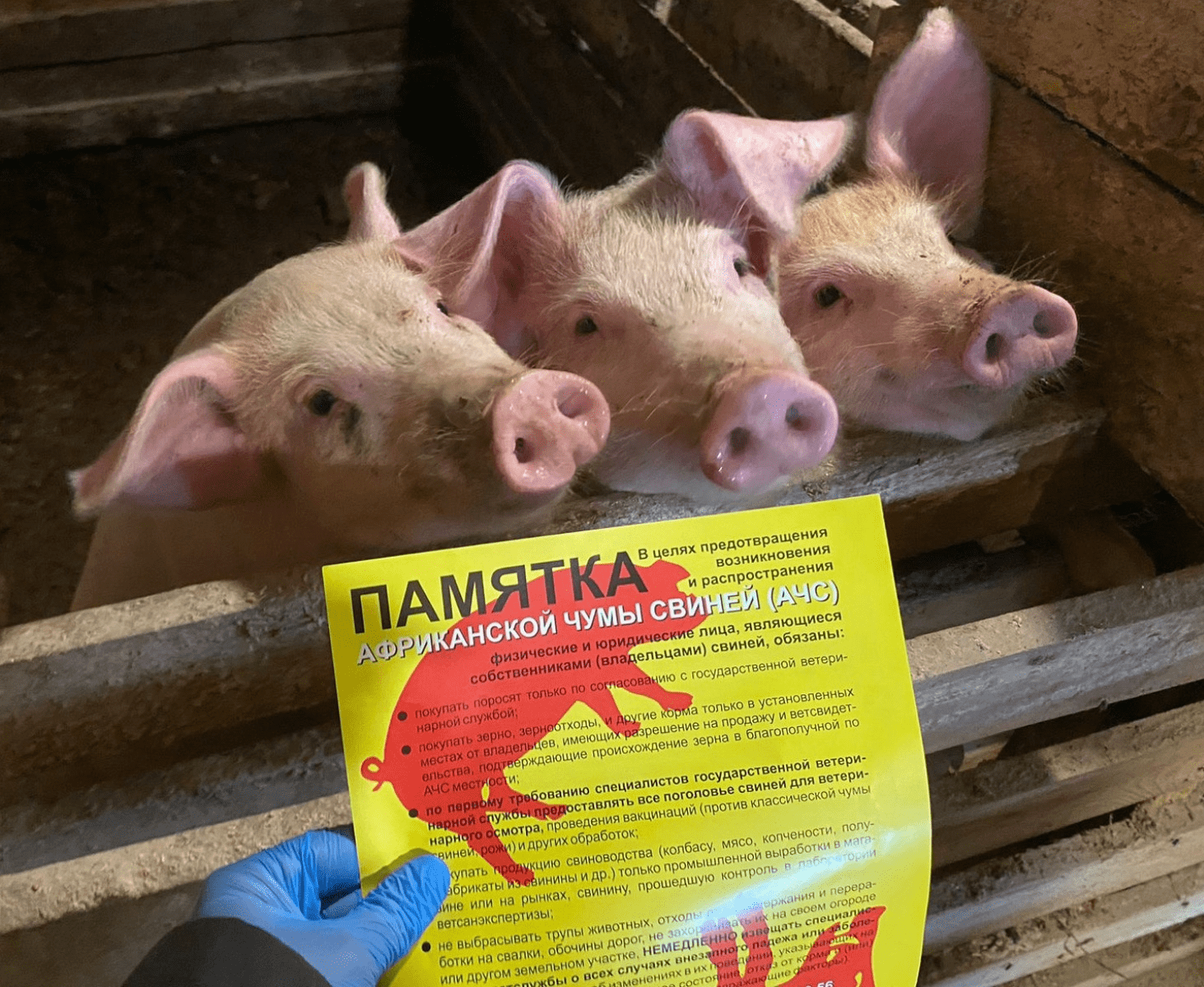 Африканская чума свиней: ветеринарная служба напоминает о мерах безопасности и жестких запретах