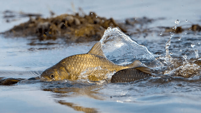 С 16 марта по 8 июня Госинспекция проводит комплексное мероприятие «Нерест»: что нужно знать рыбакам