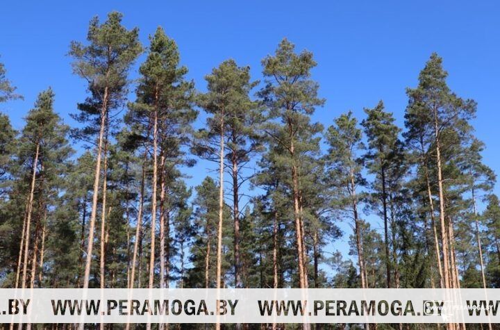 В Вилейском районе ограничено посещение лесов