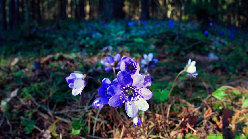 Не рвите "весну"! Почему подснежники и другие первоцветы лучше оставить в лесу