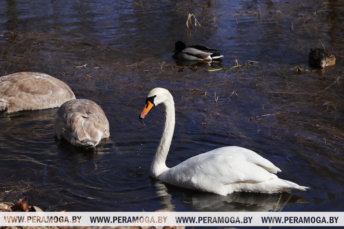 Погода в Беларуси в выходные: без осадков и от -4 °С ночью до +15 °С днем