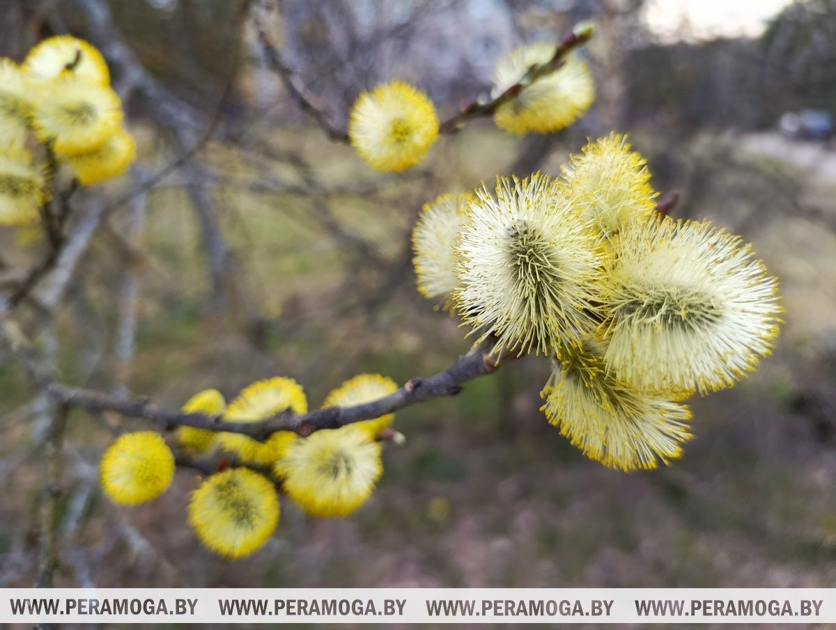 Сухая и комфортная погода ожидает белорусов сегодня