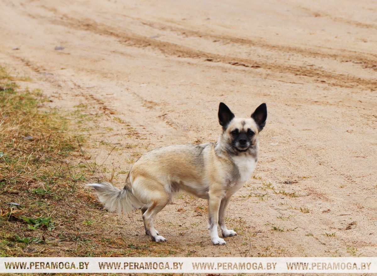 Узнали, кто освобожден от уплаты налога за владение собаками