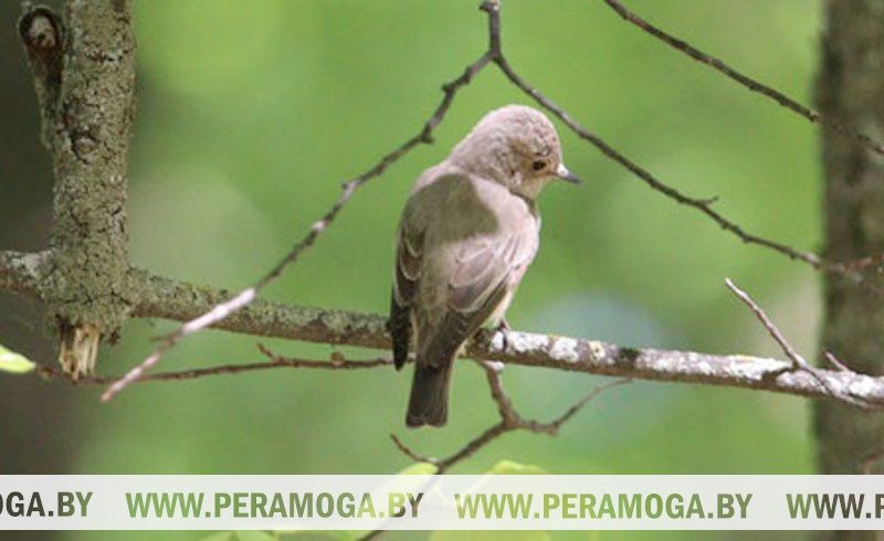 Погода в Беларуси 19 марта: переменная облачность, без осадков и от -5 °С ночью до +14 °С днем