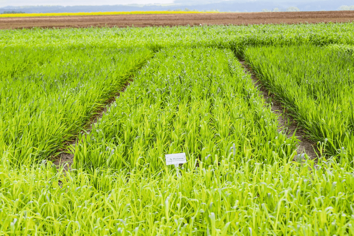 Экзамен для растений: как Вилейская сортоиспытательная станция выбирает лучшие сорта для наших полей