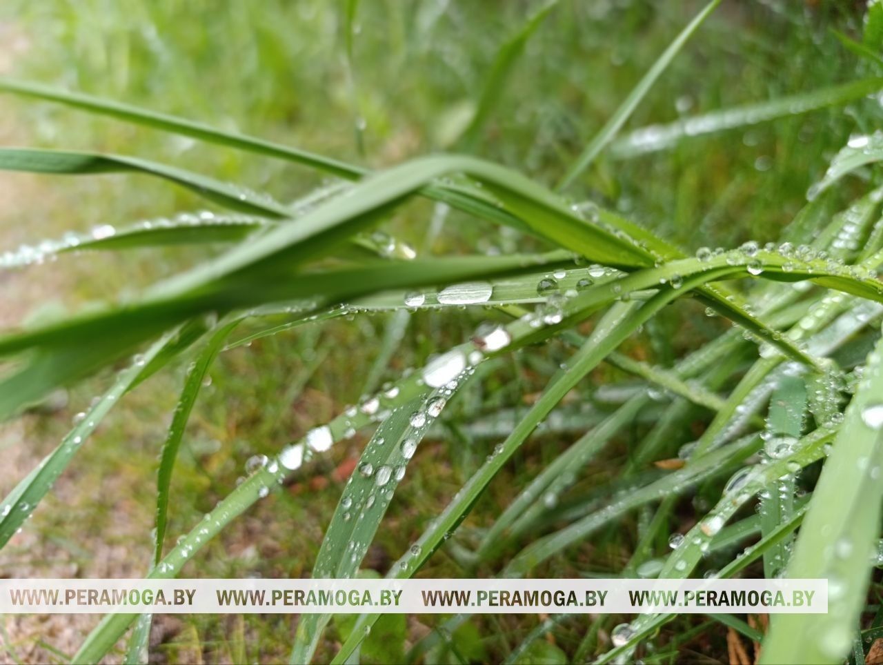 Ночные заморозки и до +23°С градусов днем. Какой будет погода в Беларуси 11 мая