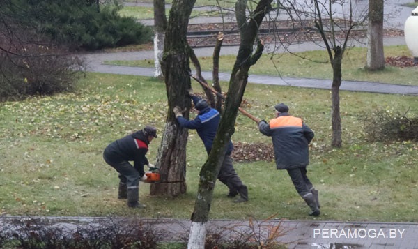 В Ступино на площади спилил деревья. Спилили дерево на ромашке в Пятигорске. Возможно сейчас уже спилили дерево из которого сделают листок.